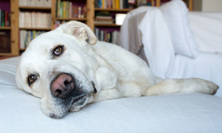 L’INSULINOMA PANCREATICO NEL CANE